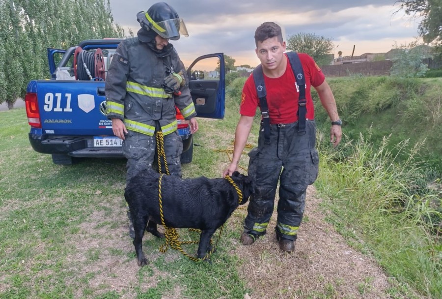 El bombero rafaelino que salvó al perro Labrador de una trampa mortal.