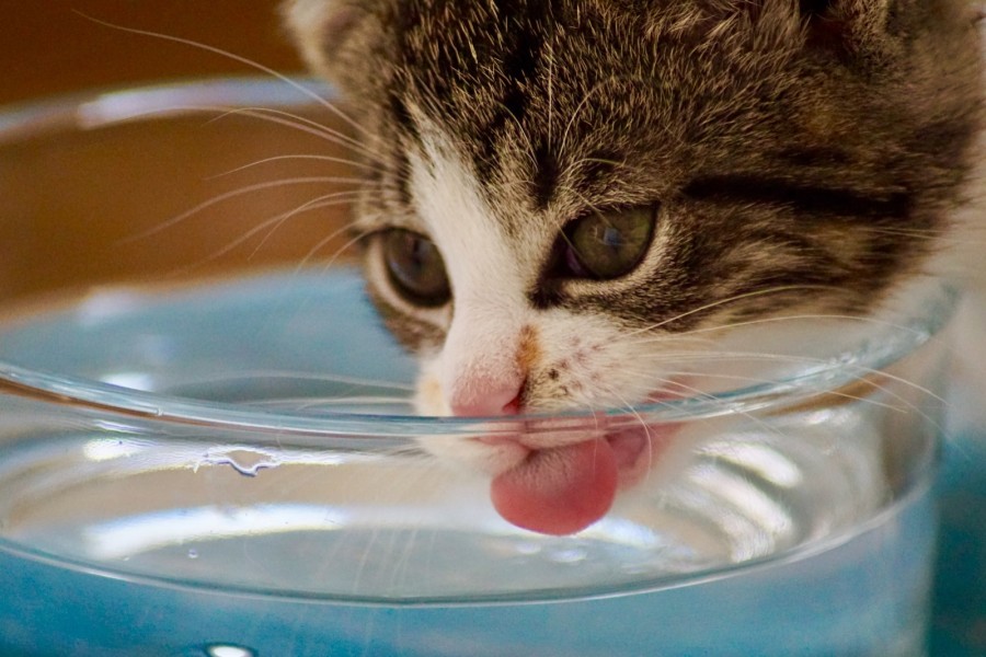 Los animales son muy sensibles al calor y a la deshidrataci&oacute;n.
