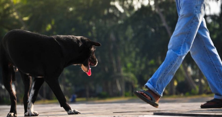 La agresión se produjo cuando el damnificado paseaba con su caniche toy y fue atacado por un perro de mayor tamaño, semejante a un pitbull.