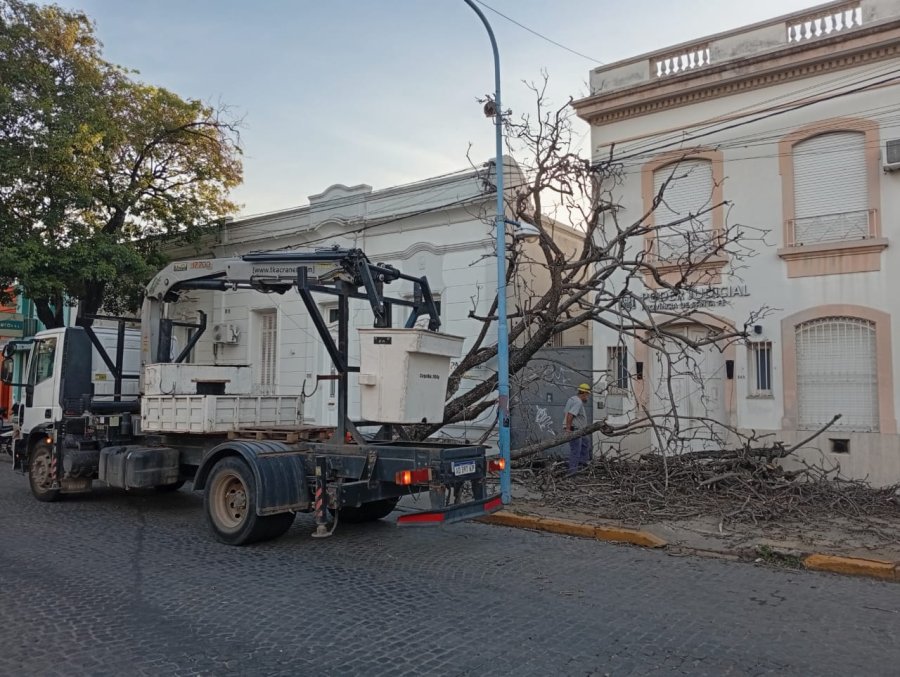Personal municipal en bulevar Lehmann al 400, frente a un edificio del Poder Judicial, donde cay&oacute; un viejo &aacute;rbol.