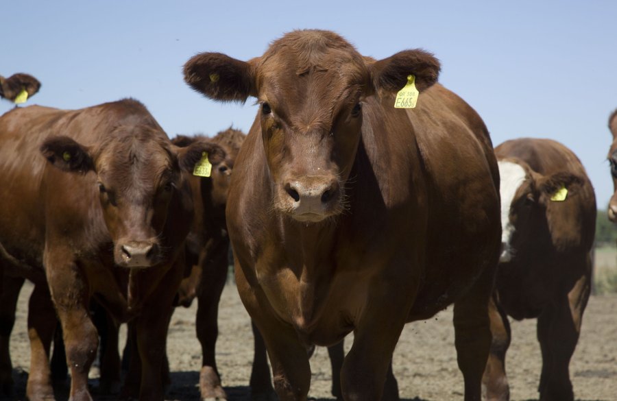 APERTURA. En la continuidad del proceso de desregulación de la economía argentina, ahora se permite esta modalidad.