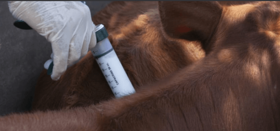 DECLARACION. Por disposici&oacute;n del Servicio Nacional de Sanidad Animal es obligaci&oacute;n para los productores llevar el stock de hacienda al d&iacute;a.