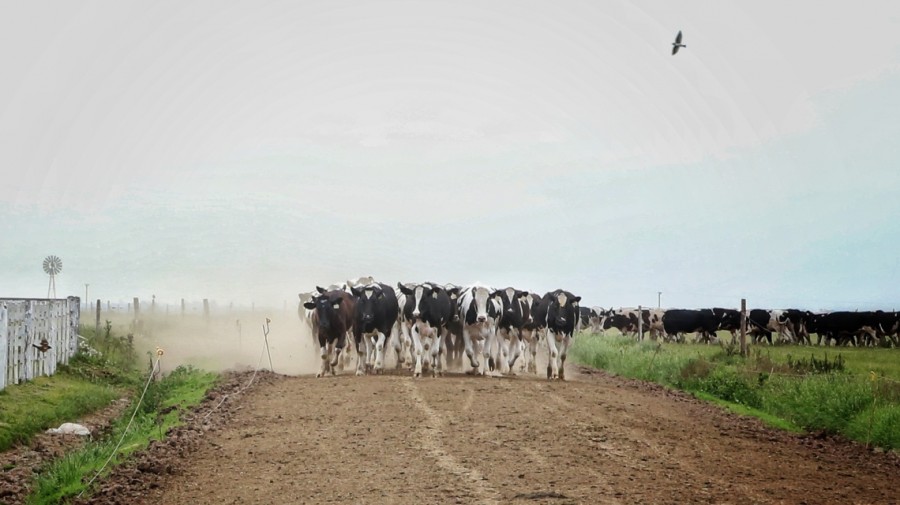 TRASCENDENTAL. El campo cumple un rol clave para la humanidad. En esta zona, los tambos son la economía por excelencia.