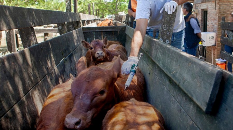 AFTOSA. El lunes comienza el operativo de vacunación en toda la Provincia.