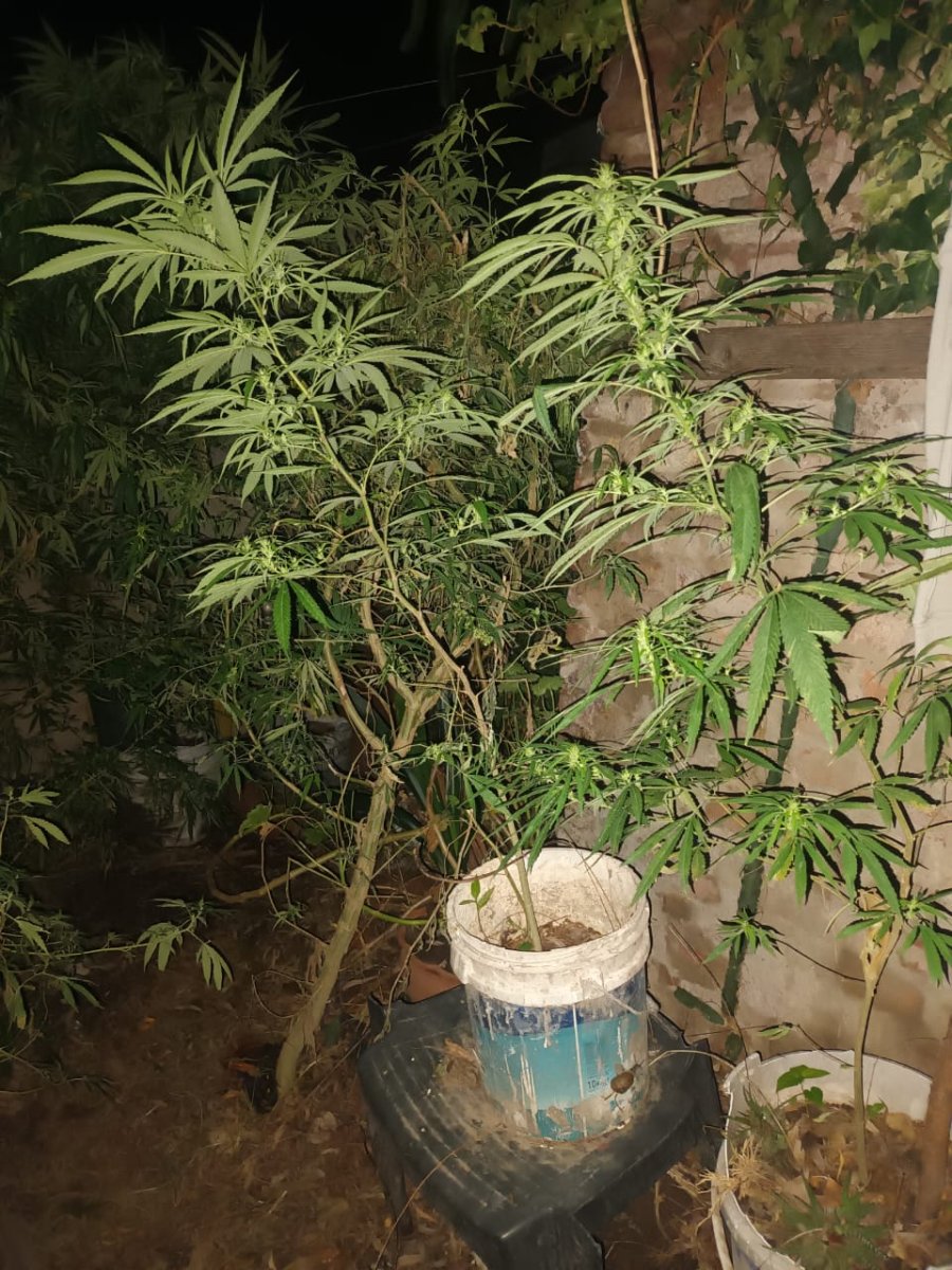 <i>En los procedimientos, se secuestraron m&aacute;s de 300.000 pesos, cuatro tel&eacute;fonos celulares, dos balanzas, 15 plantas de marihuana, dos pistolas de aire comprimido.</i>