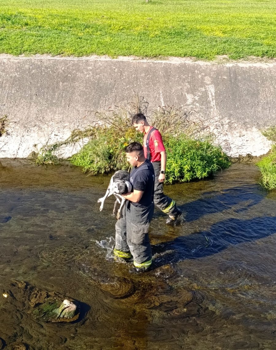 El animal, visiblemente agotado y temeroso, tras varias horas de realizar intentos para salir, recibió asistencia inmediata por parte de los rescatistas.