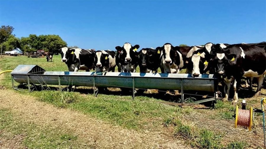 PRODUCCIÓN. En las cuencas pastoriles el verano tuvo un impacto muy fuerte.