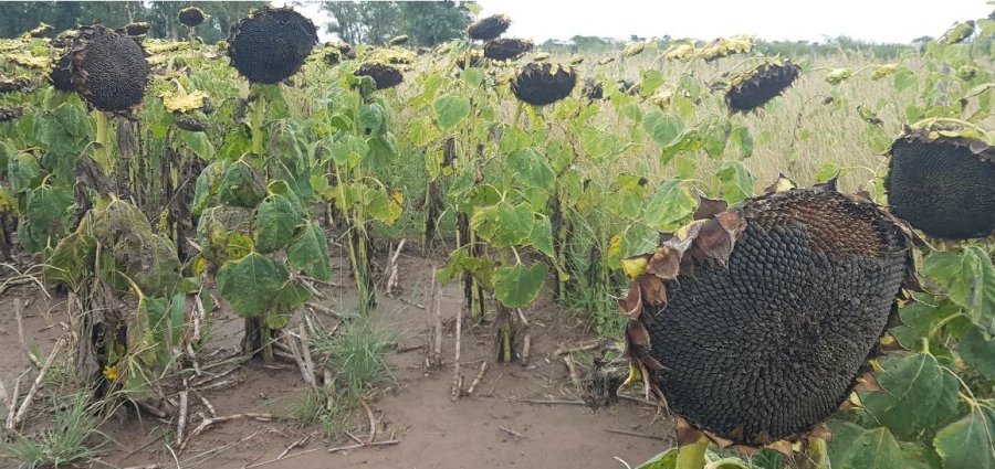 GIRASOL. Una campaña en la región que arrojó resultados satisfactorios para el rendimiento promedio.