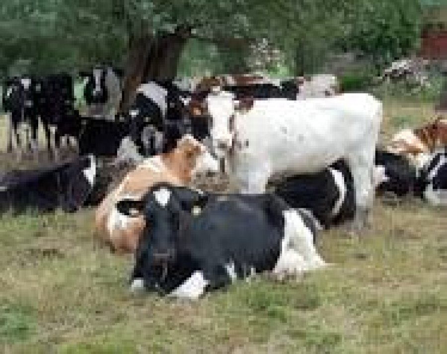 Los productores afectados por la sequía tendrán la posibilidad de acceder a los créditos.