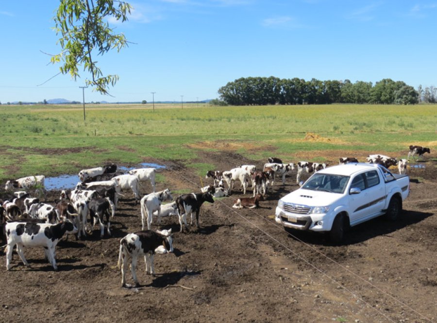 TODO TERRENO. Las pick ups del agro copan el ranking de ventas.