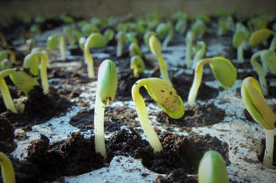 Su finalidad es divulgar los efectos nocivos de los cultivos y alimentos transg&eacute;nicos en la salud humana y el medio ambiente.