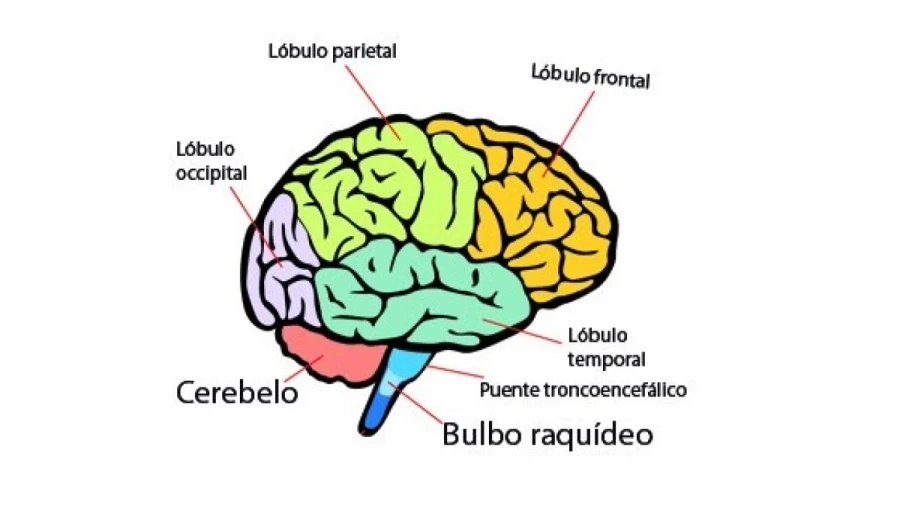 Difundieron recomendaciones para optimizar la concentraci&oacute;n y la salud cognitiva.