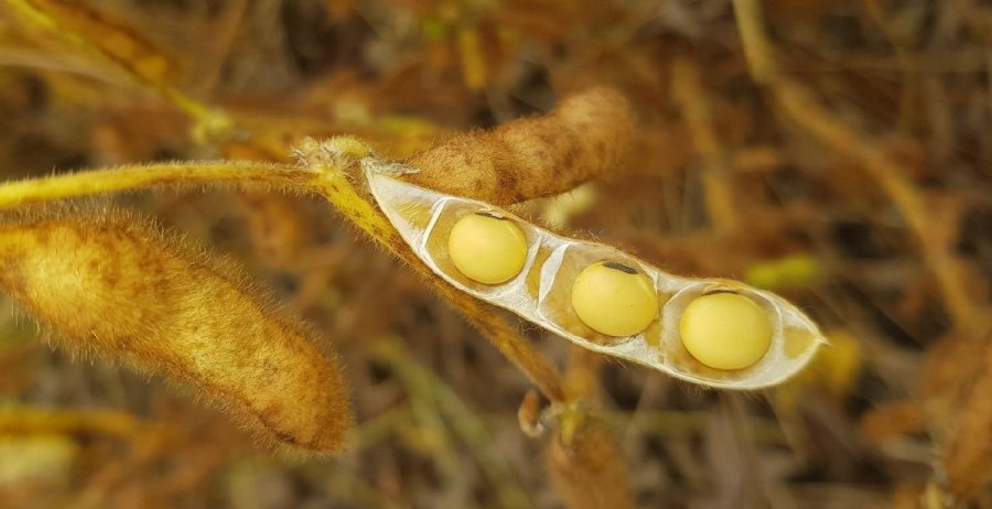 CALIDAD. Los primeros reportes de rendimiento son alentadores en la zona central