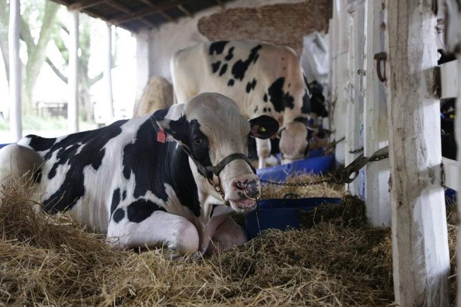 OPORTUNIDAD. Se anuncia una excelente oferta de ejemplares Holando