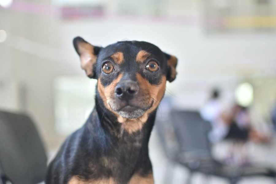 Únicamente se realizarán castraciones.