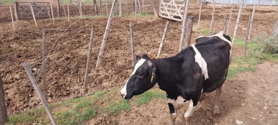La Sociedad Rural de Rafaela se lament&oacute; por la falta de respuestas de las autoridades policiales, judiciales y pol&iacute;ticas ante el aumento del delito rural.