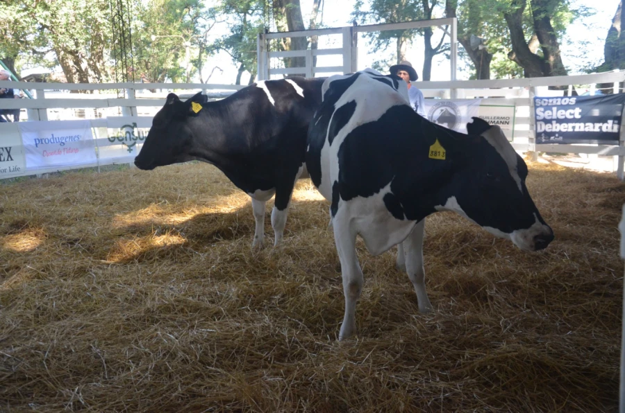 En Esperanza se llev&oacute; a cabo el remate de 600 ejemplares Holando Argentino. (FOTO COOP. LEHMANN)