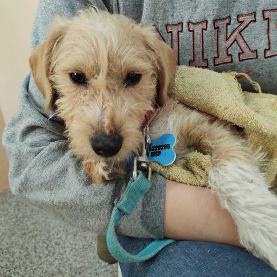 Castraciones en tu barrio.