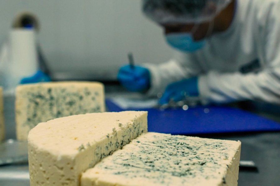 El queso azul santafesino representa el 97 % de las exportaciones nacionales.