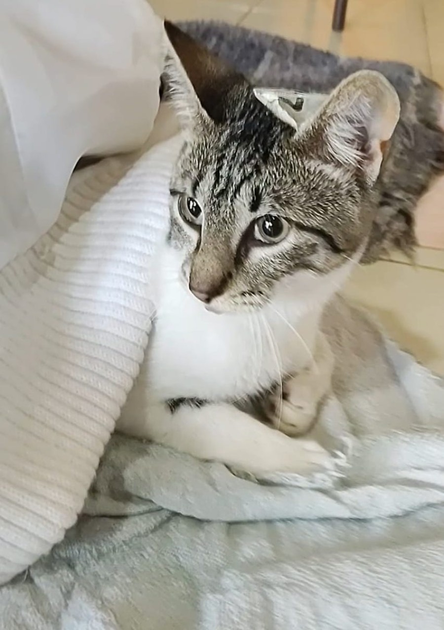 Los interesados deben solicitar un turno previo.