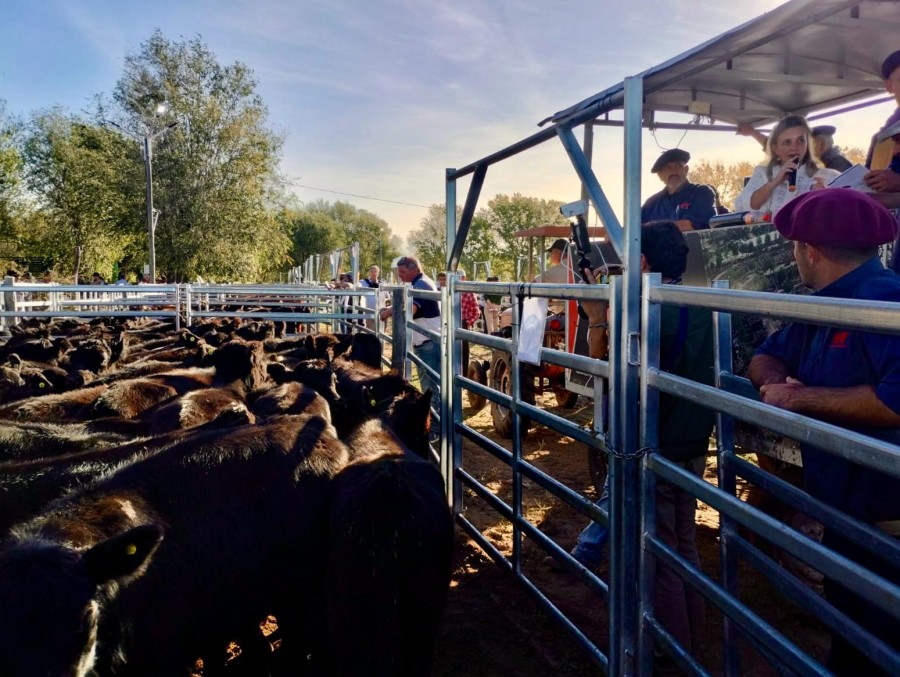 VALOR. El nuevo programa TAC llegó a los rodeos comerciales de la raza