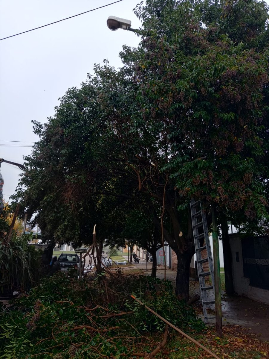 Personal municipal realiza tareas de poda en distintos sectores de la ciudad.
