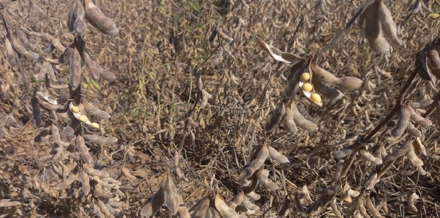 ESPERA. La soja de primera ya está lista en toda la región, al aguardo de las máquinas