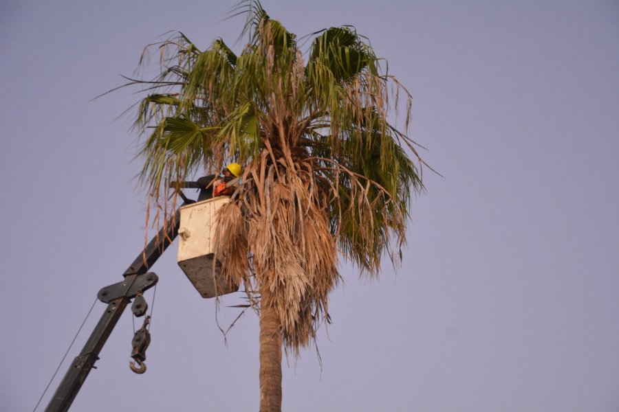 INTERVENCIONES. Se llev&oacute; a cabo un operativo de extracci&oacute;n de una palmera de gran porte de calle Zurbriggen al 600.
