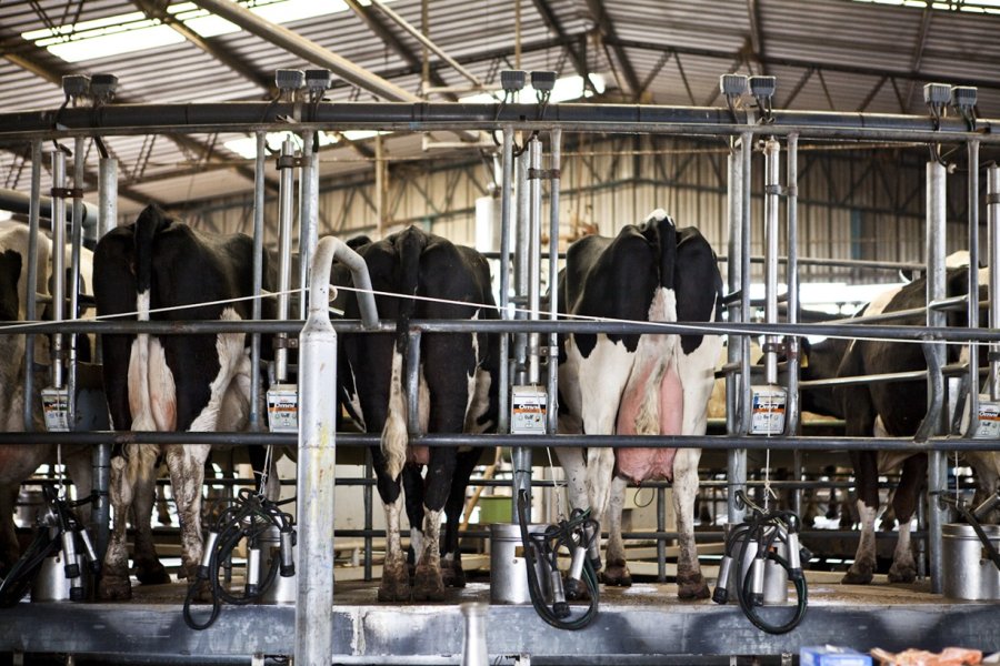 AUTOMATIZACIÓN. La mayor parte de los créditos van destinados a tecnologías de ordeñe