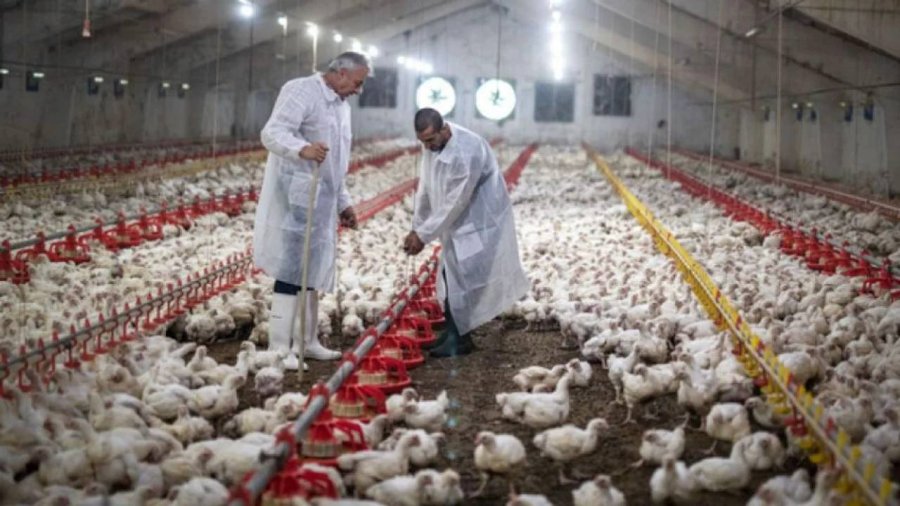 GRIPE AVIAR. Brasil instala siete barreras sanitarias en Río Grande do Sul.