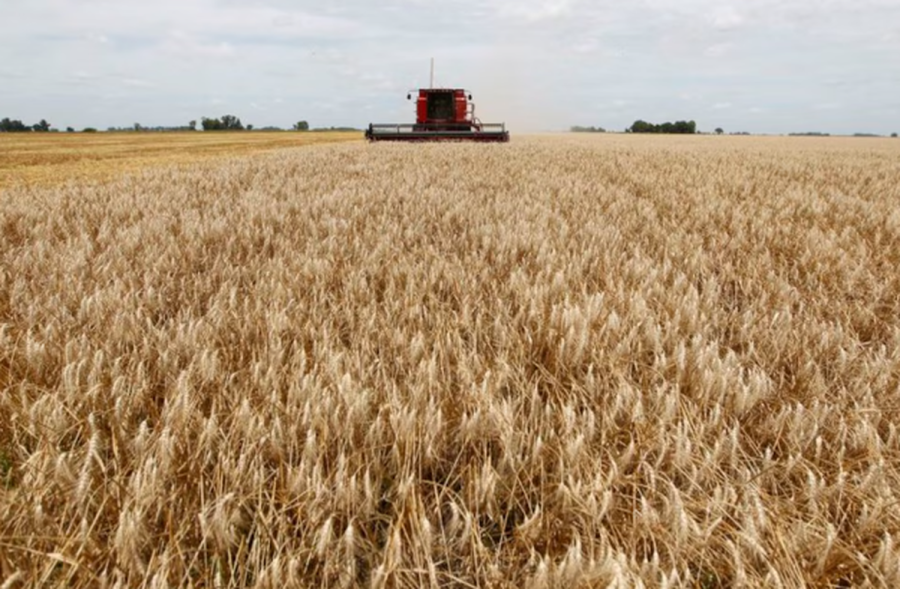 MEDIDA. El Gobierno mantendrá la rebaja de retenciones a las exportaciones de trigo y cebada.