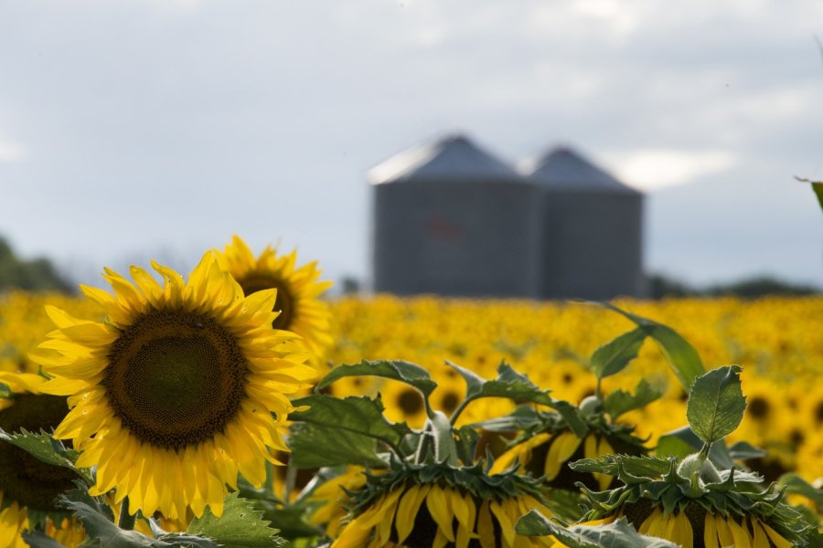 RÉCORD. Santa Fe es una de las provincias que integra el podio de provincias girasoleras.