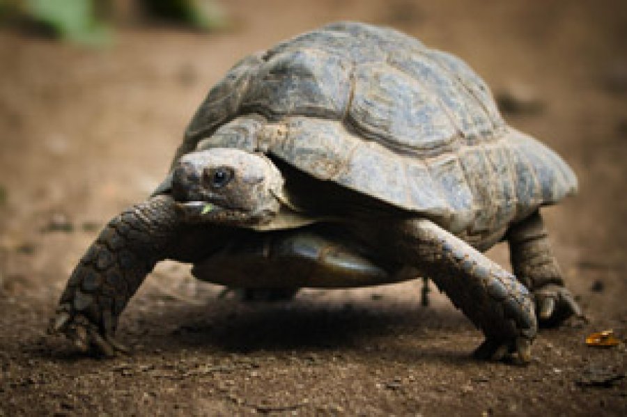 La efem&eacute;ride resalta a estos reptiles ancestrales.