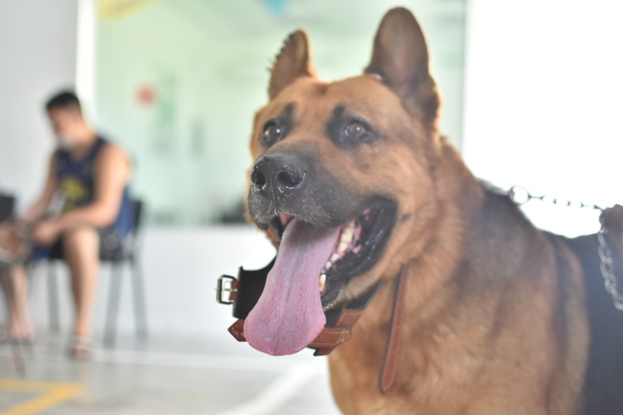 Castraciones en tu barrio llega a Los Nogales.
