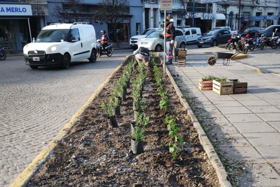 MAS NATURALEZA EN EL CORAZON DE RAFAELA. Contin&uacute;a el embellecimiento de los canteros c&eacute;ntricos.