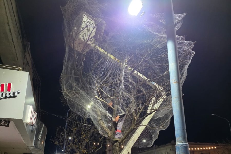 Redes en arbolado del microcentro.