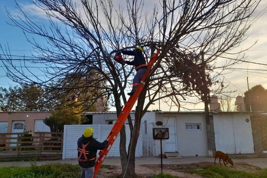 Todas las acciones se desarrollan conforme a lo dispuesto por la Ley Provincial del Árbol Nº 13.836 y la Ordenanza Municipal Nº 2636.