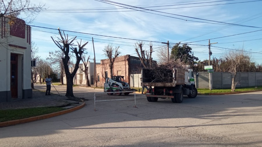 PODA. Ejemplares sometidos a poda en las calles ramonenses.