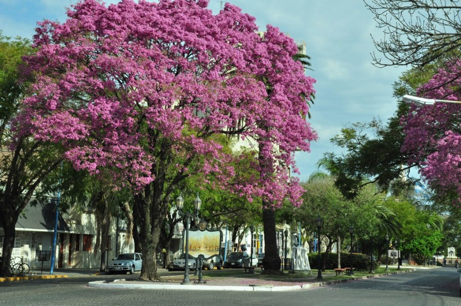 El proyecto se fundamenta en la Ley Provincial N&deg; 13.836.