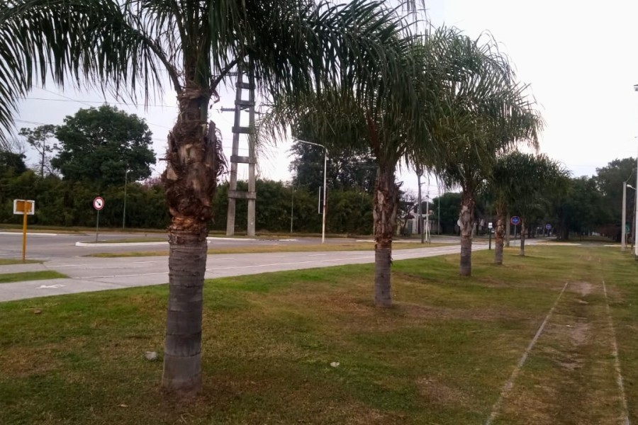 También se realizaron tareas complementarias de limpieza en el espacio público.