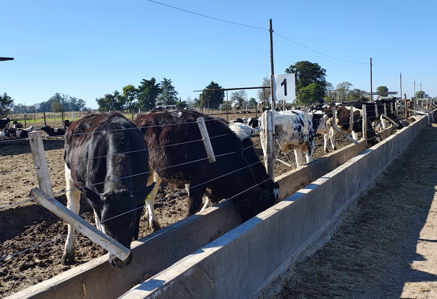 El feedlot cooperativo trabajar&aacute; con ganado proveniente de los tambos de la zona. (FOTO LA OPINI&Oacute;N)