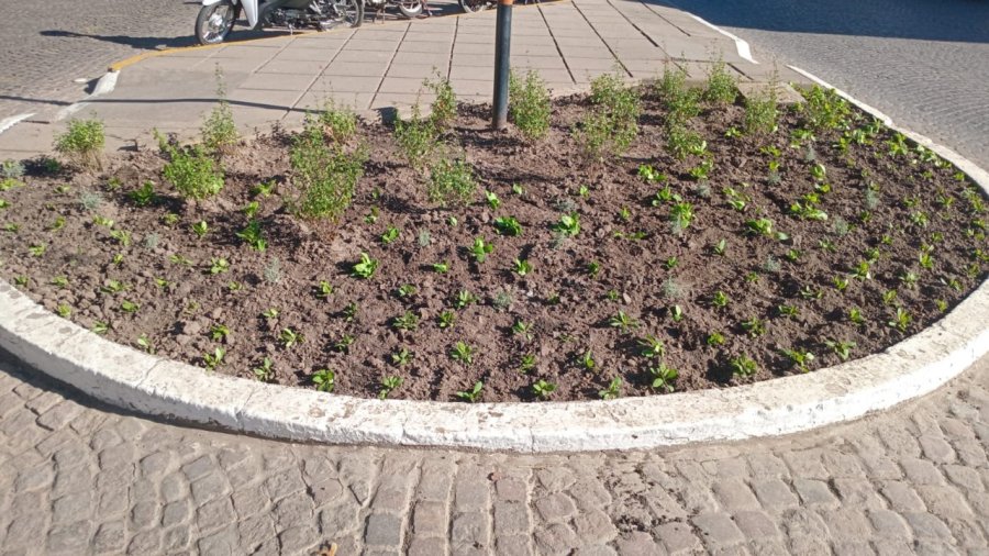 Tareas de embellecimiento urbano.