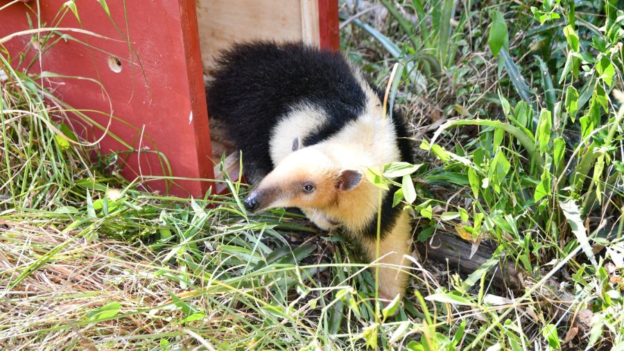 Este número se suma a las más de 500 liberaciones que se hicieron durante el 2024.