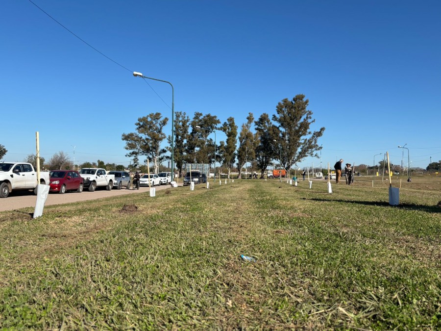 Saputo donó 200 ejemplares de Algarrobo.