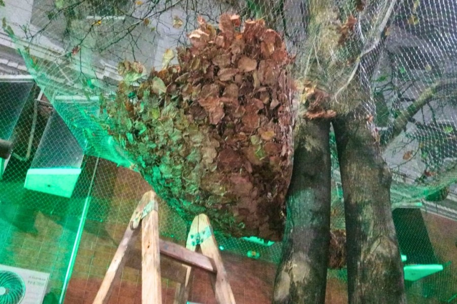 La acumulación de hojas caídas requiere intervenciones frecuentes para mantener la higiene urbana.