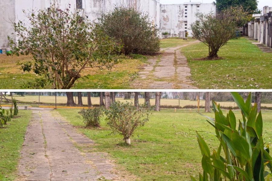Entre las acciones destacadas, se incluye la plantación de dietes.