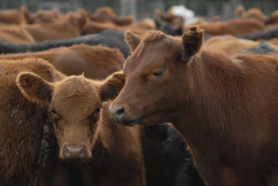CAMBIO. La derogación de la política de mínimos para faenar bovinos marca el inicio de una nueva ganadería
