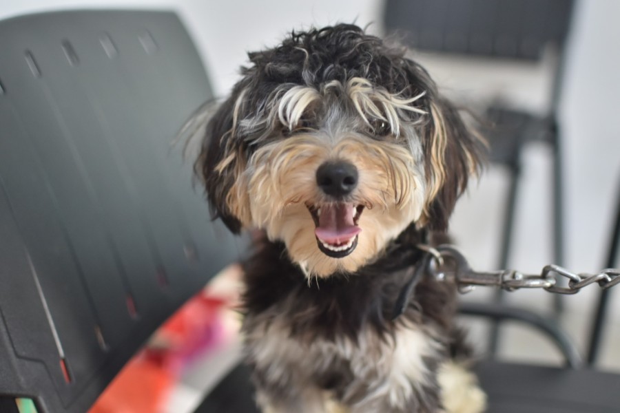 Lo hará hasta el 27 de junio.