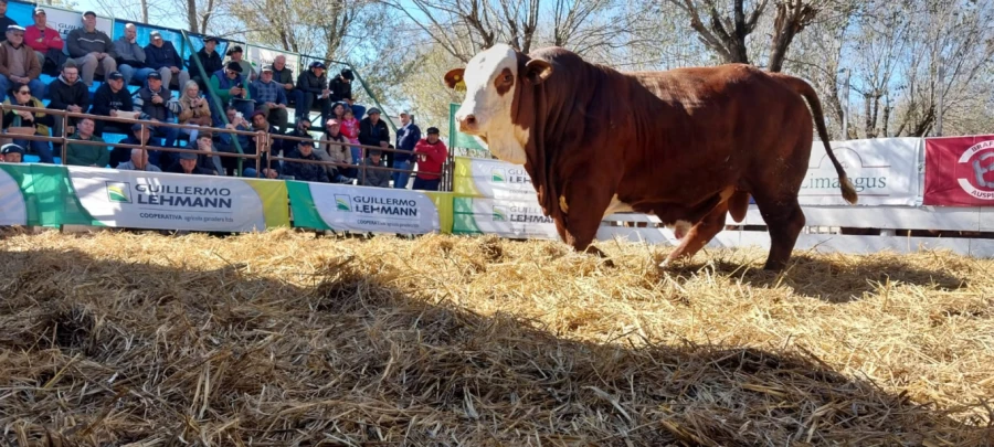 El remate de reproductores en instalaciones feria de Emilia.