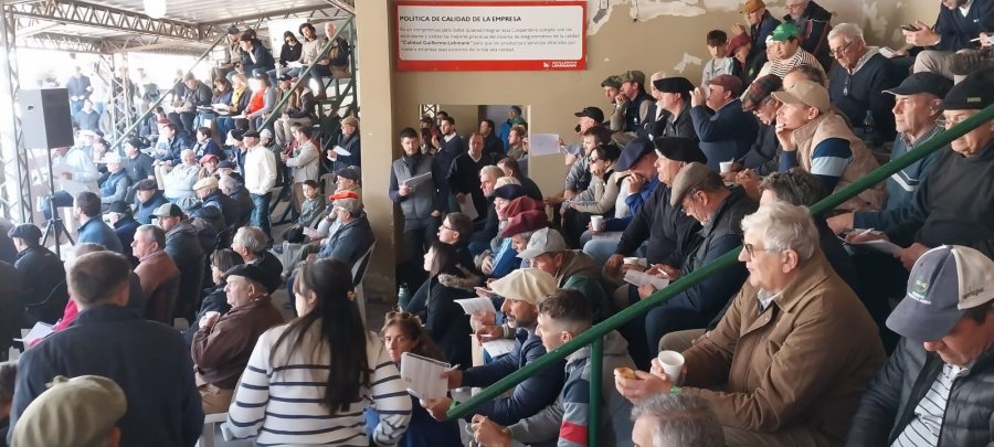 Una importante participaci&oacute;n de productores registr&oacute; la subasta de la C&aacute;mara de Caba&ntilde;as Santafesinas de Ganado. (FOTO COOP. LEHMANN)